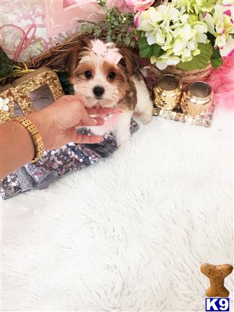 a person holding a yorkshire terrier dog