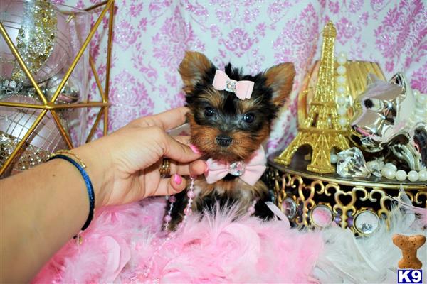 a person holding a yorkshire terrier dog