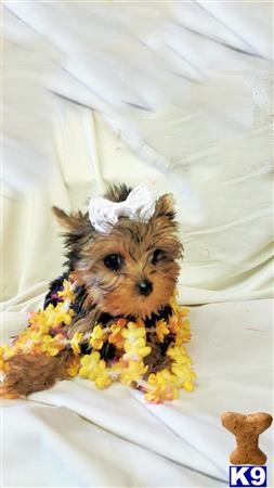 a yorkshire terrier dog wearing a flower crown