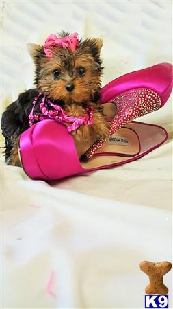 a yorkshire terrier dog wearing a pink dress and sitting on a pink slipper