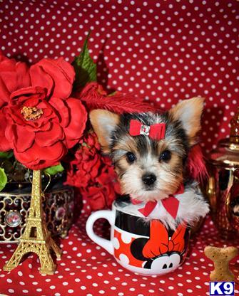 a yorkshire terrier dog wearing a teacup and a flower