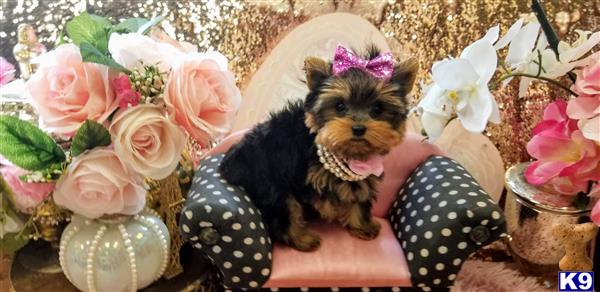 a yorkshire terrier dog wearing a dress and holding a bouquet of flowers