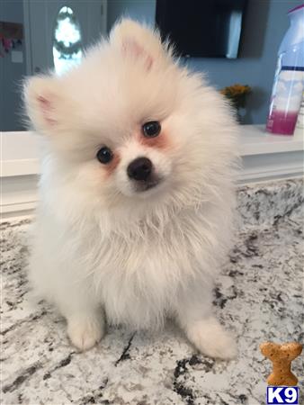 a small white poodle dog