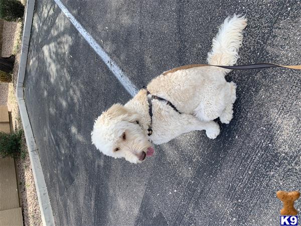a goldendoodles dog on a leash