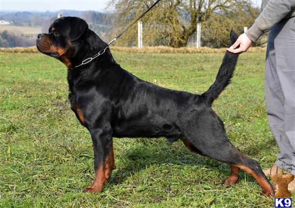 rottweiler studs