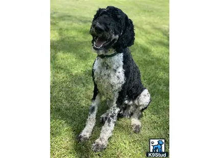 a poodle dog sitting on grass