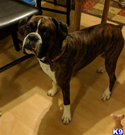 a boxer dog standing on a tile floor