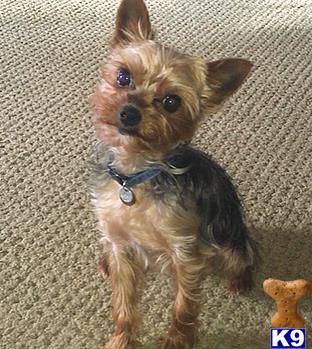 a yorkshire terrier dog sitting on the carpet