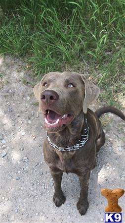 a labrador retriever dog with a chain on its neck