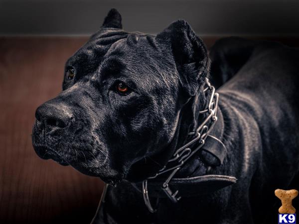 a black cane corso dog with a chain