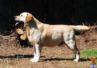 a labrador retriever dog standing on grass