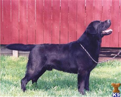 a black labrador retriever dog with a chain on its neck