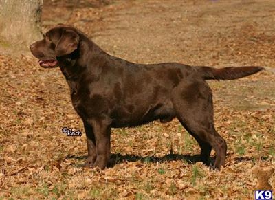 a labrador retriever dog standing on grass