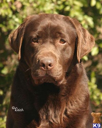 a labrador retriever dog with a sad face