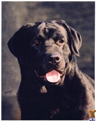 a labrador retriever dog with its tongue out