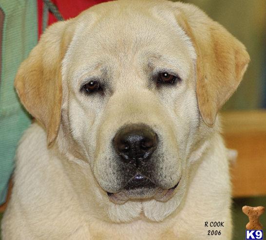 a labrador retriever dog with a sad face