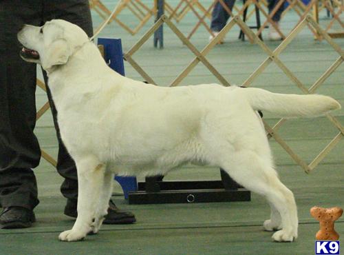 a labrador retriever dog standing on a trampoline