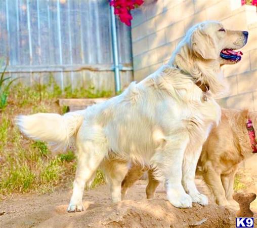 a golden retriever dog with a golden retriever dogs head