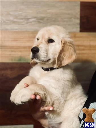 a golden retriever dog with its paws on a persons leg