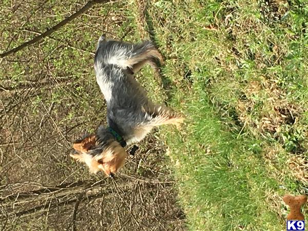 a yorkshire terrier dog running in the grass