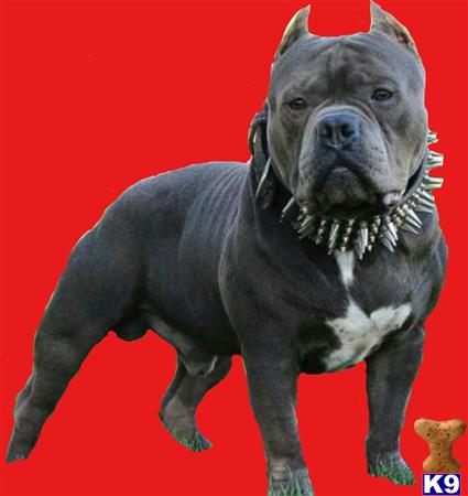 a american bully dog wearing a bow tie