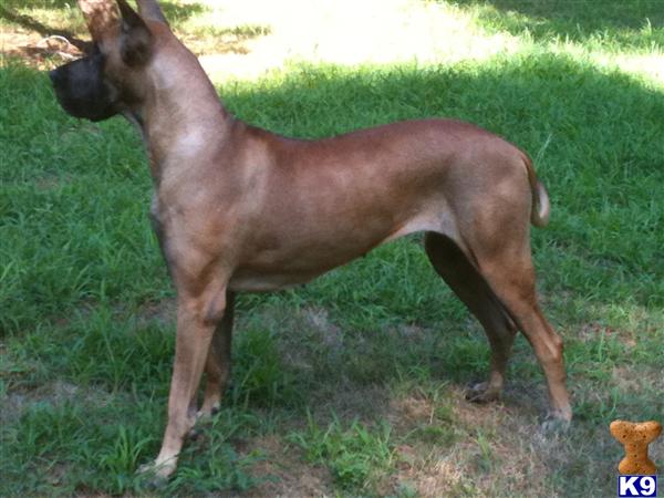 Great Dane female dog