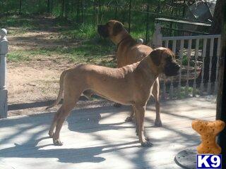 Great Dane stud dog