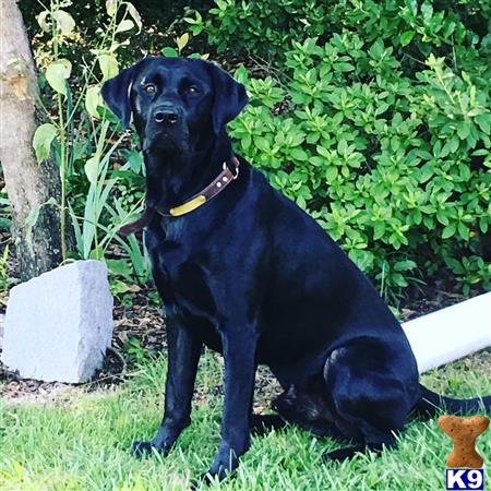 a black labrador retriever dog sitting on grass