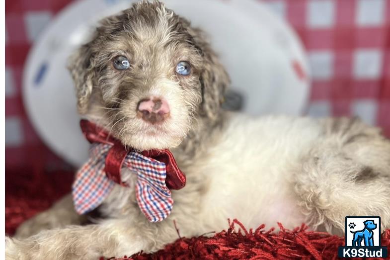 a goldendoodles dog wearing a red bow tie