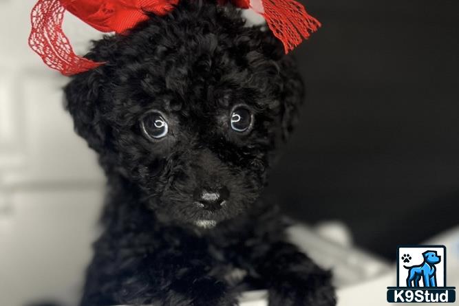 a black monkey with a red bow