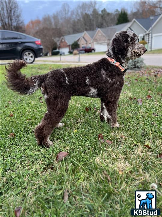 a goldendoodles dog standing in a grassy area