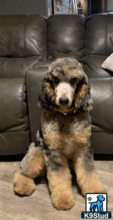 a poodle dog sitting on the floor