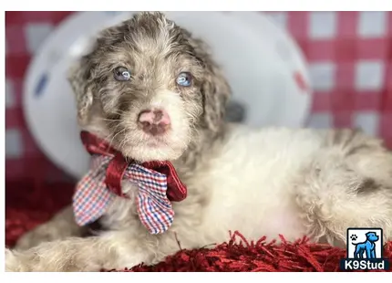 a goldendoodles dog wearing a red bow tie