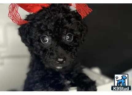 a black monkey with a red bow