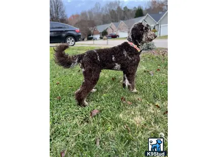 a goldendoodles dog standing in a grassy area