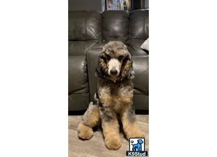 a poodle dog sitting on the floor