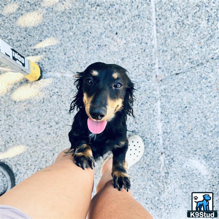 a dachshund dog sitting on a persons lap