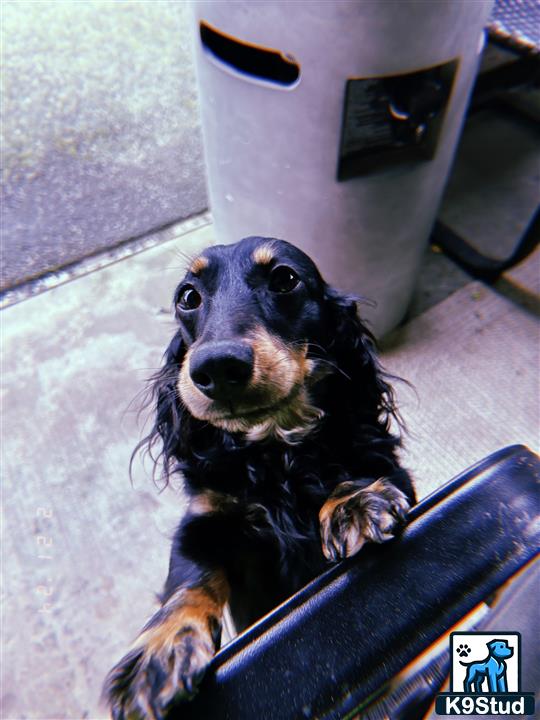a dachshund dog sitting on a suitcase