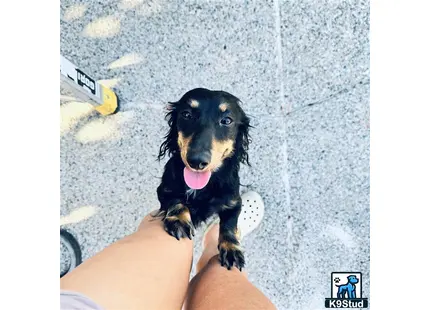 a dachshund dog sitting on a persons lap