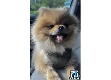 a pomeranian dog with its tongue out