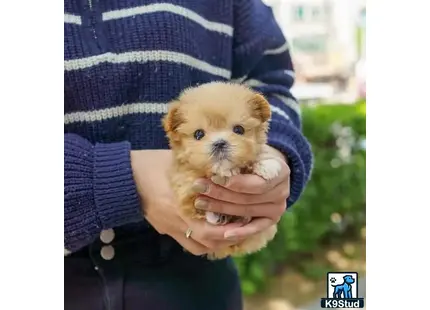 a person holding a small animal