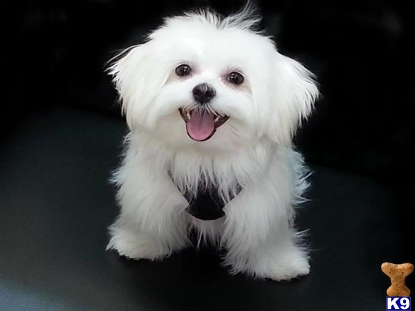 a white maltese dog with its mouth open