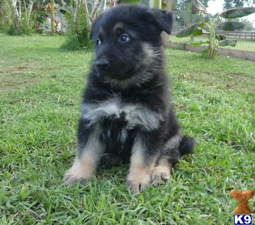 a black and white german shepherd puppy sitting in the grass