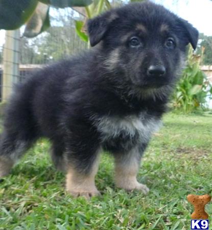 a black german shepherd puppy standing on grass