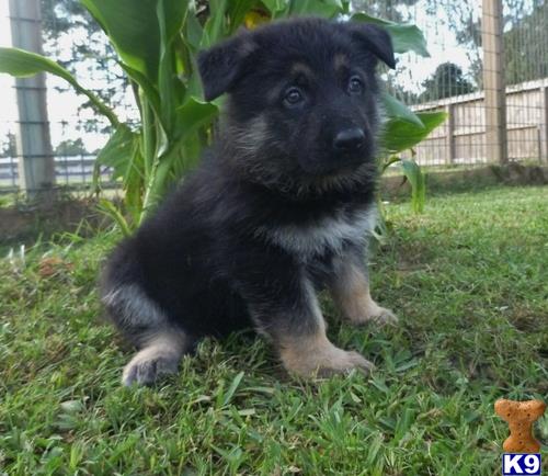 a small black german shepherd puppy