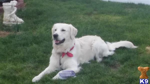 a white golden retriever dog lying in the grass