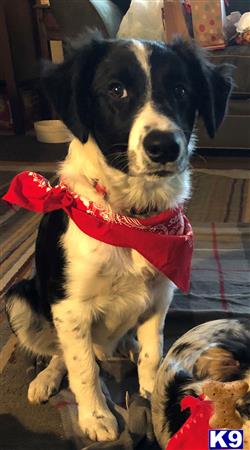 a border collie dog wearing a bow tie