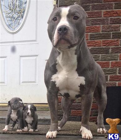 a american pit bull dog and several american pit bull puppies