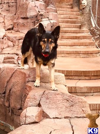 a german shepherd dog standing on a rock