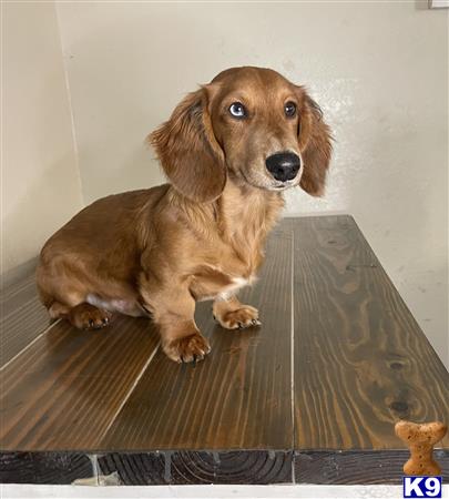 a dachshund dog sitting on a wood floor